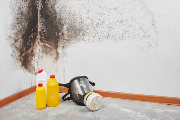 Best Black Mold Removal  in West Hills, NY