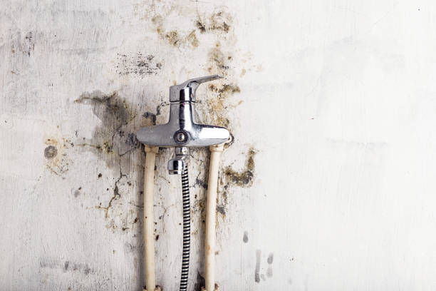 Best Mold Removal Process  in West Hills, NY