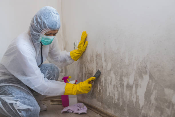 Best Mold Remediation  in West Hills, NY