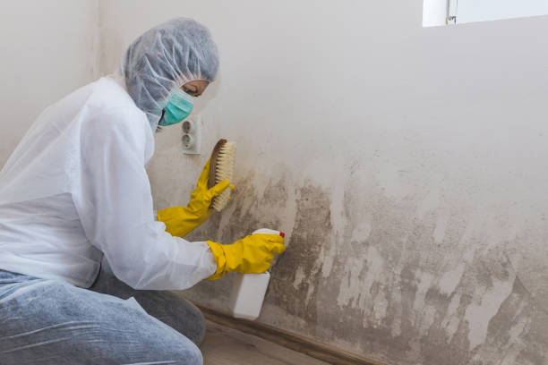 Mold Removal and Inspection in West Hills, NY