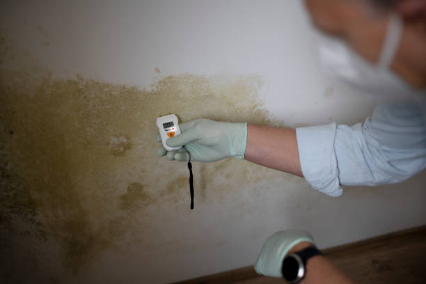 Best Mold Removal and Inspection  in West Hills, NY
