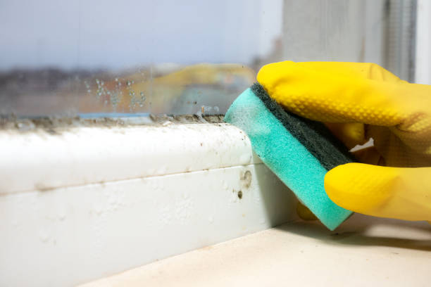 Best Crawl Space Mold Removal  in West Hills, NY
