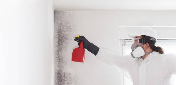 Best Toxic Mold Removal  in West Hills, NY