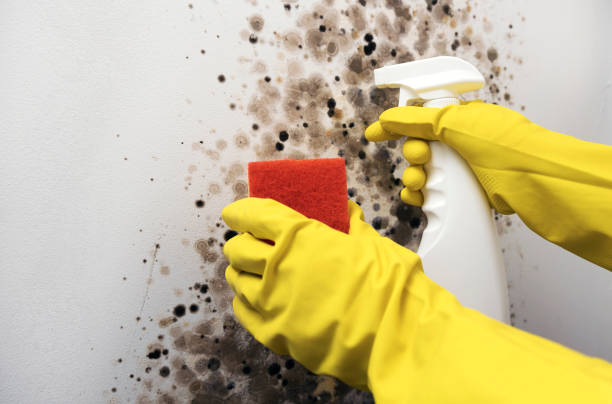 Best Crawl Space Mold Removal  in West Hills, NY