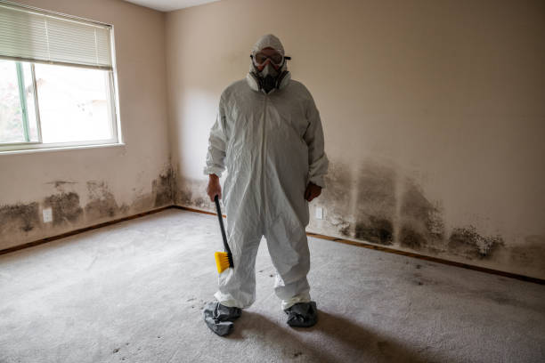 Mold Removal Process in West Hills, NY