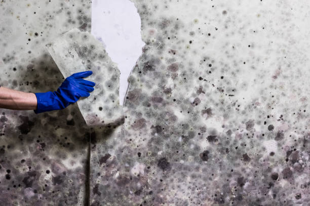 Best Mold Damage Repair  in West Hills, NY