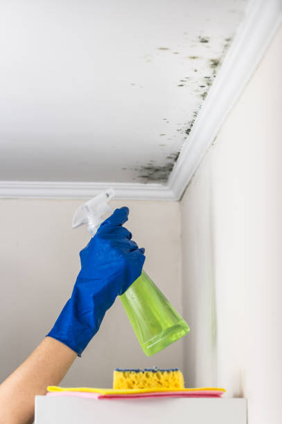Best Fast Mold Removal  in West Hills, NY